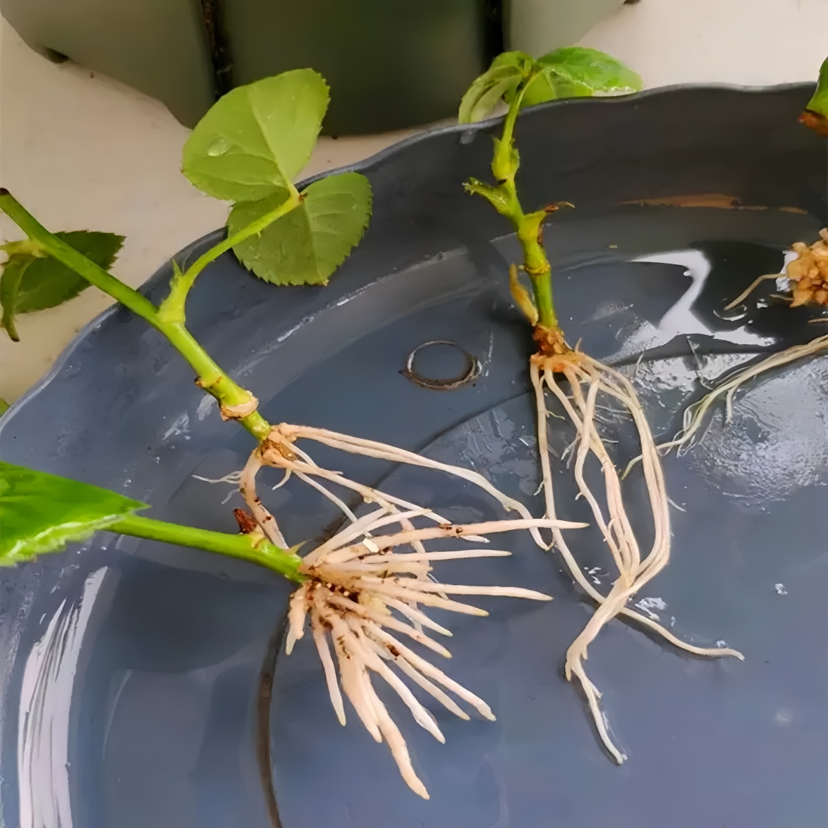 3-インドール酢酸 IAA オキシナ インドール-3-イル酢 - Rooting Hormone Powder のレビューと価格
