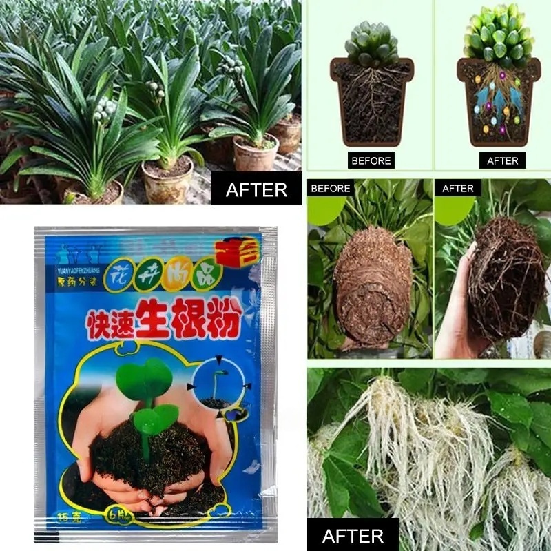 5 個の急速発根粉末植物急速発根剤ホルモン成長根苗発芽ほとん - Rooting Hormone Powder のレビューと価格